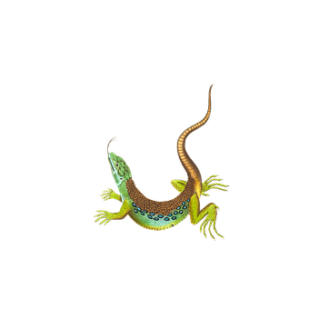 Colorful Lizard Illustrationon Black Background PNG