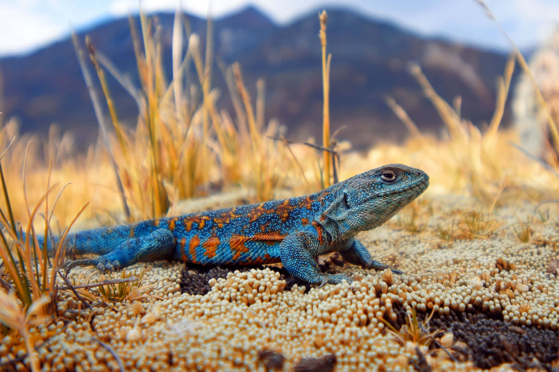 Lézard Coloré Dans Son Habitat Naturel.jpg Fond d'écran