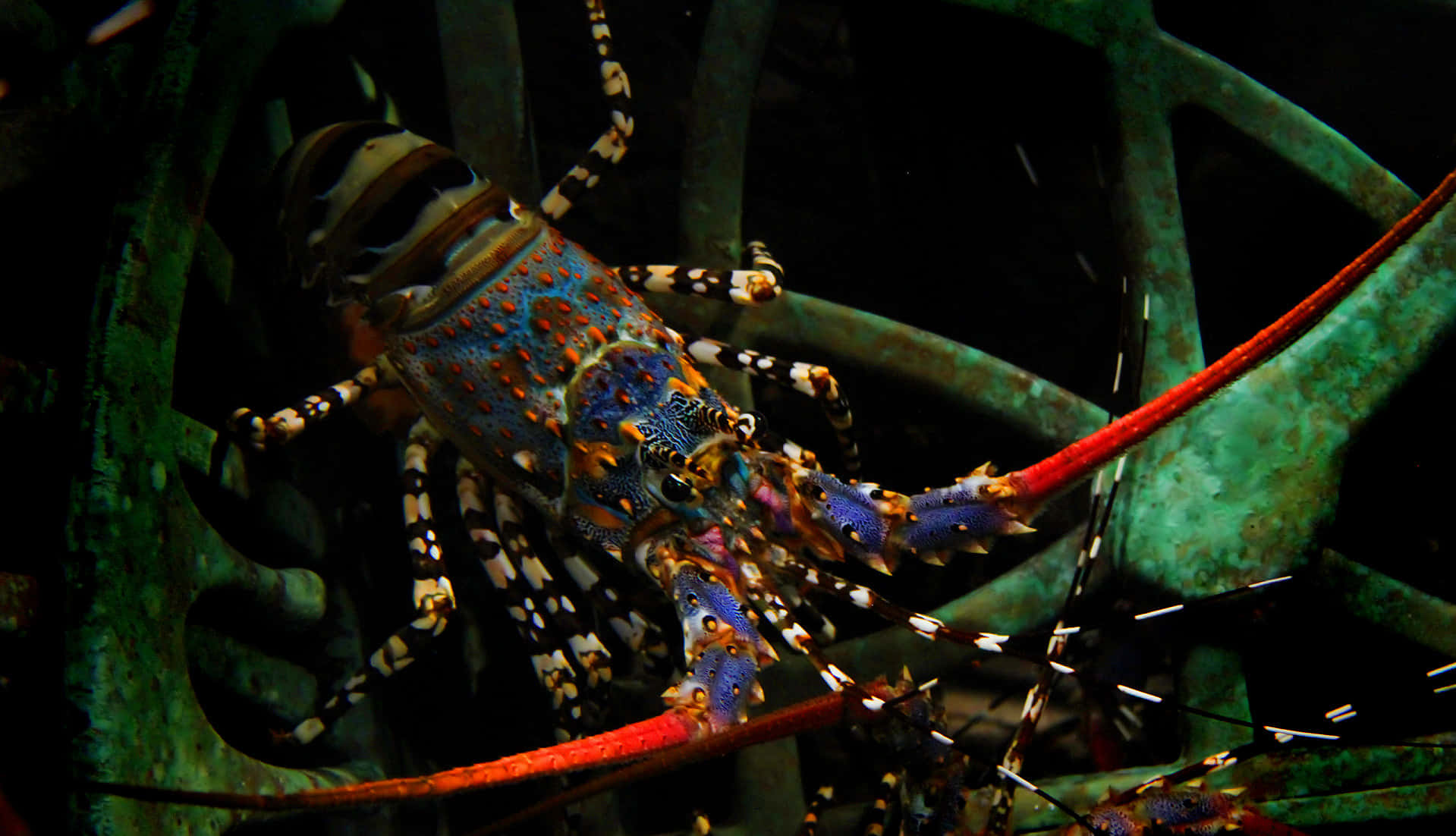 Colorful Lobster Amongst Underwater Debris Wallpaper