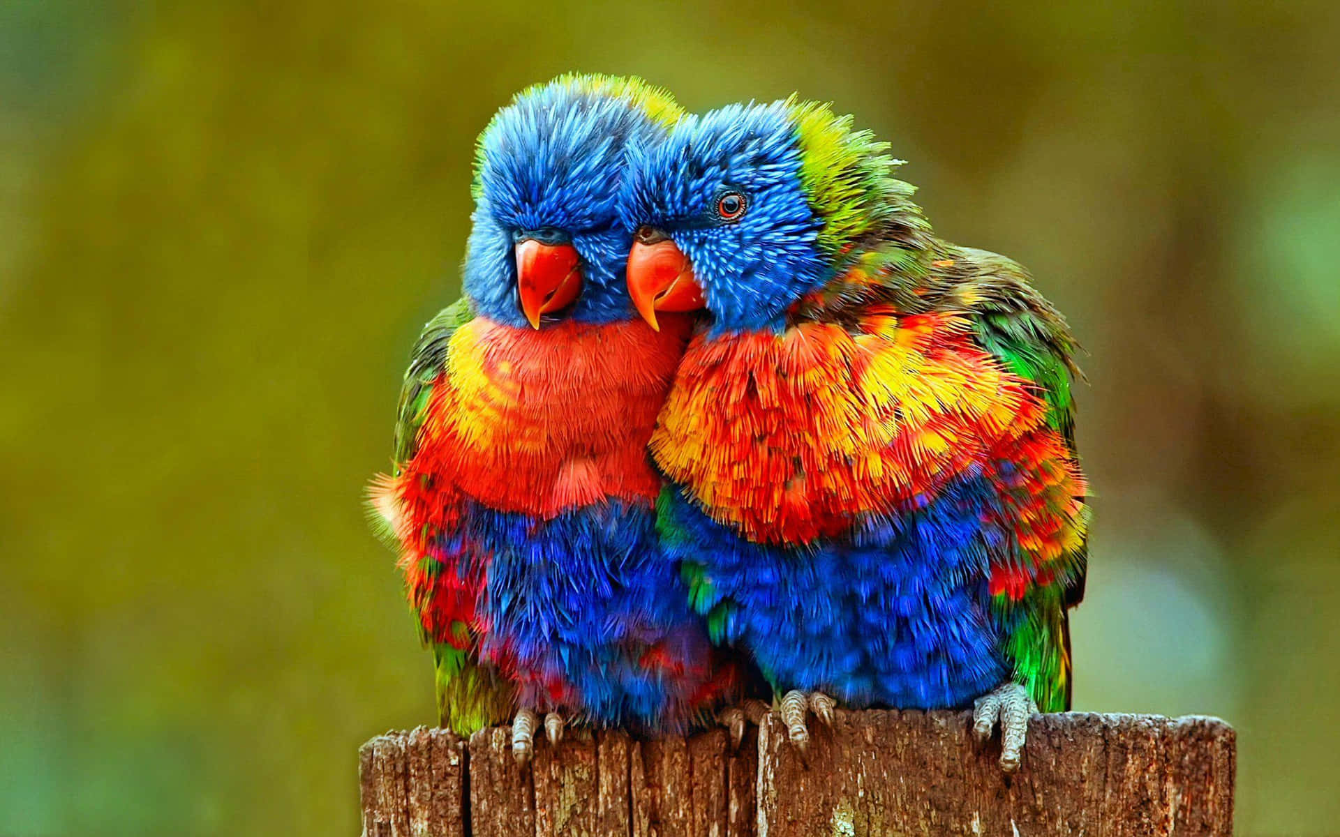 Colorful Lorikeets Cuddling Wallpaper