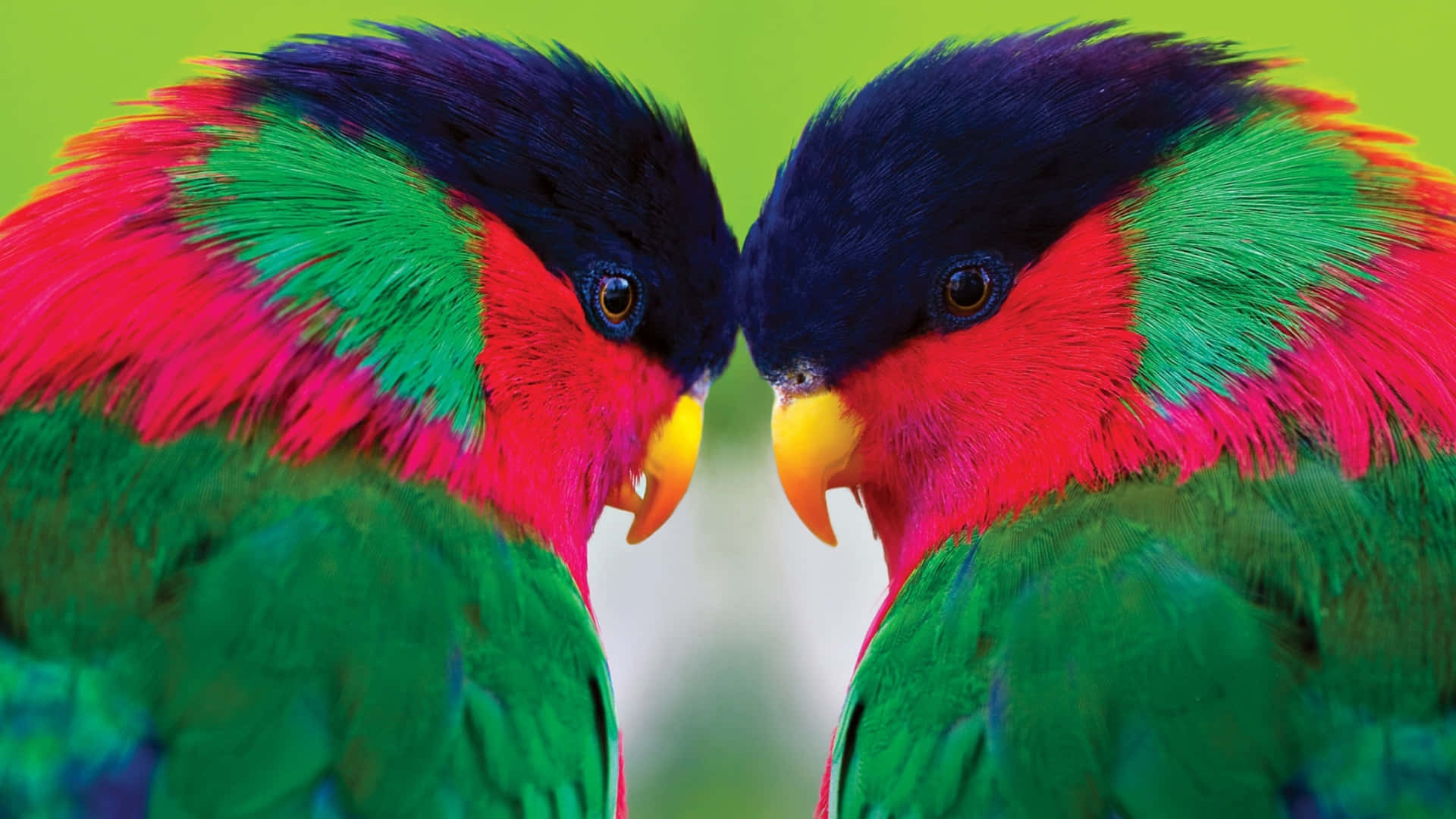 Colorful Lorikeets Facing Each Other Wallpaper