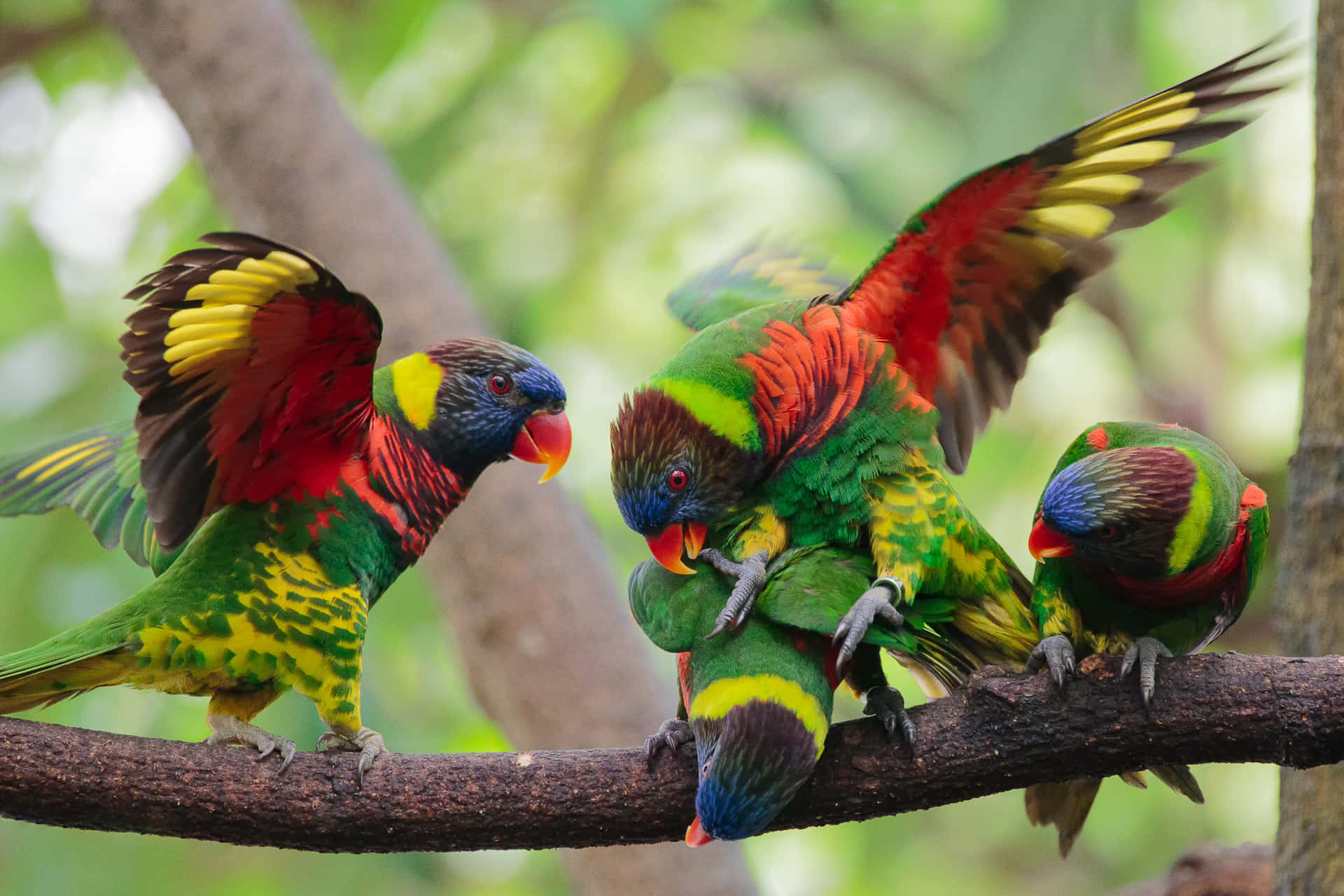 Colorful Lorikeets On Branch Wallpaper