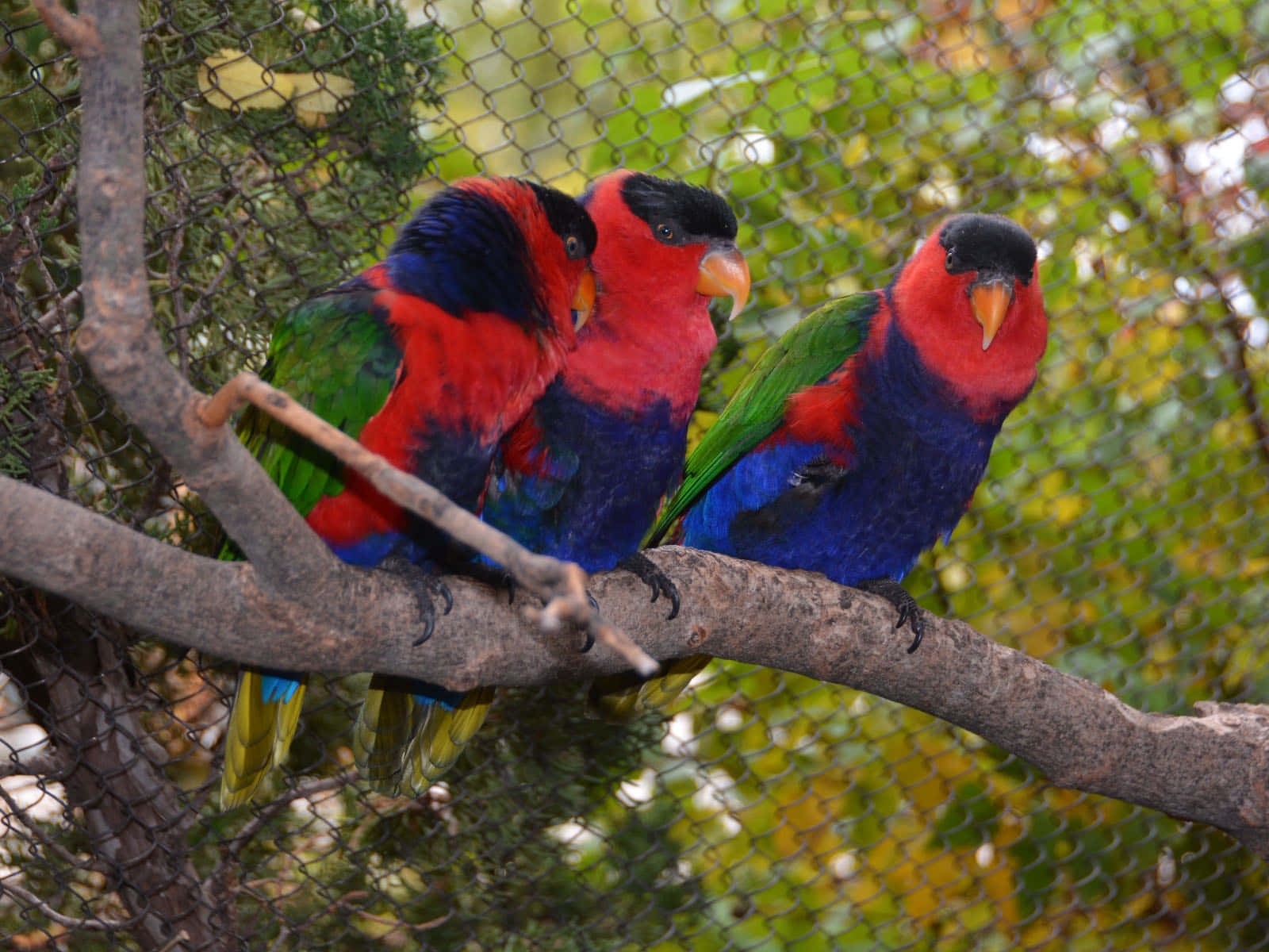 Colorful Lorikeets Perched Together Wallpaper