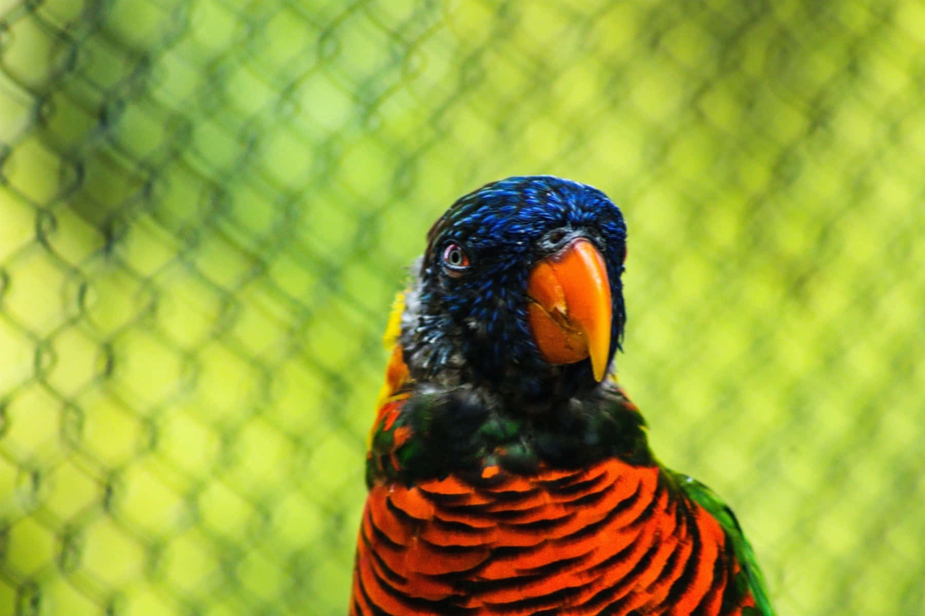 Colorful Lory Bird Behind Fence Wallpaper