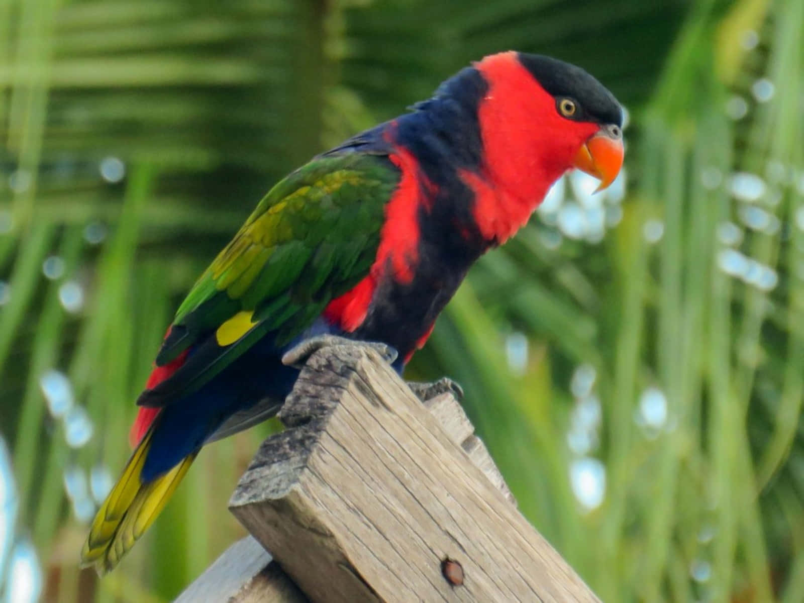 Colorful Lory Bird Perched Wallpaper