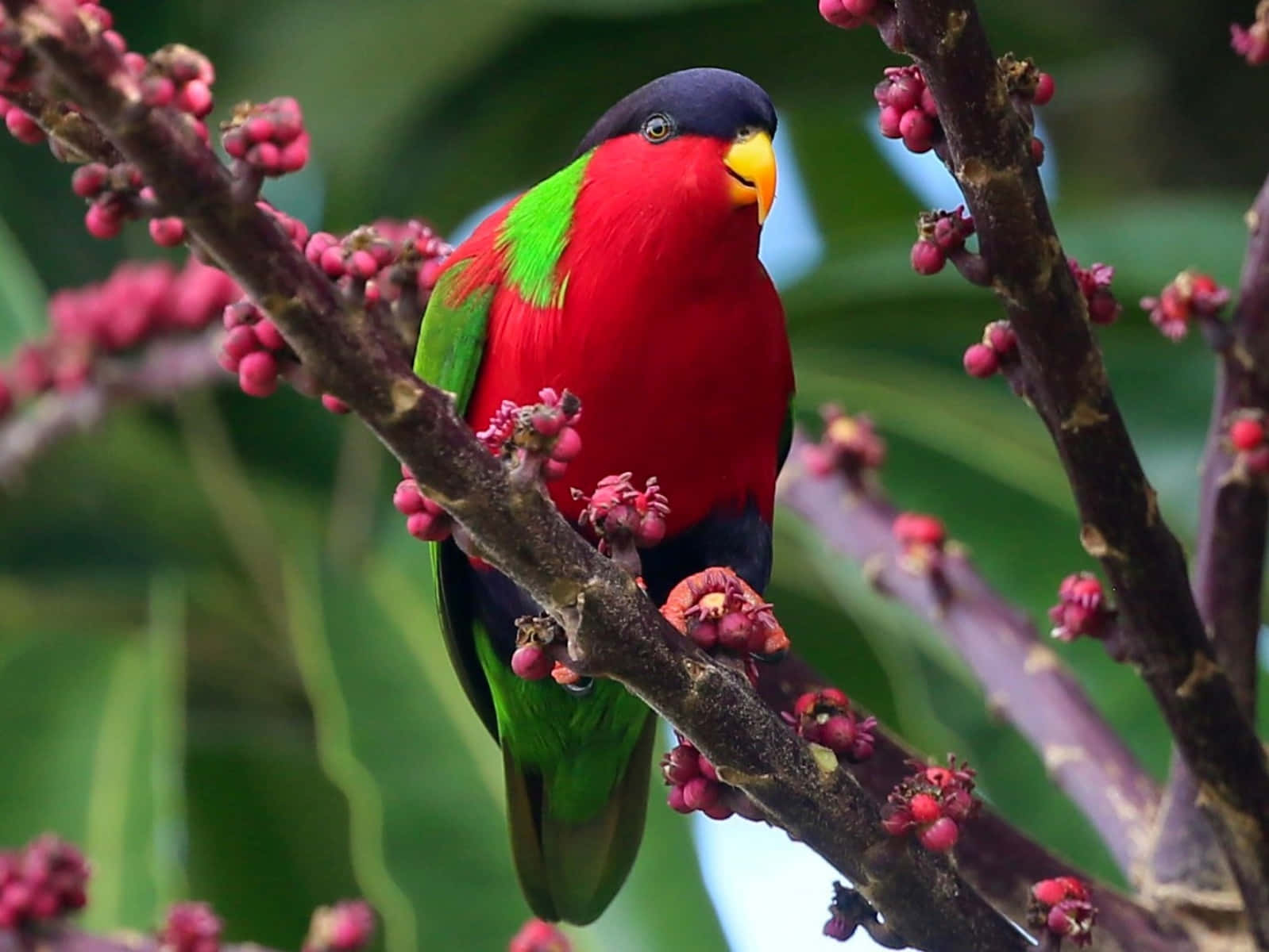 Colorful Lory Bird Perchedon Branch Wallpaper