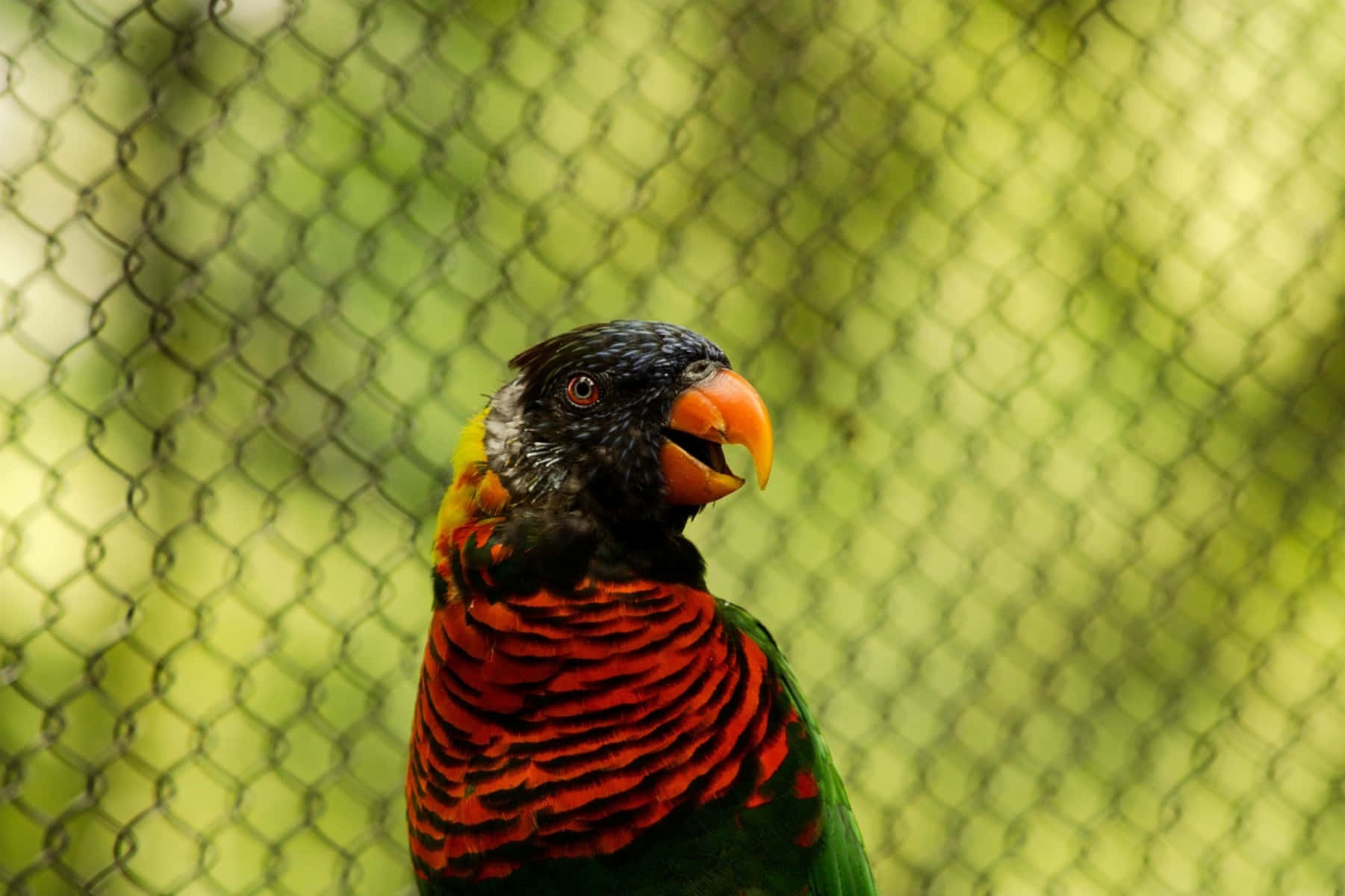 Colorful Lory Bird Portrait.jpg Wallpaper