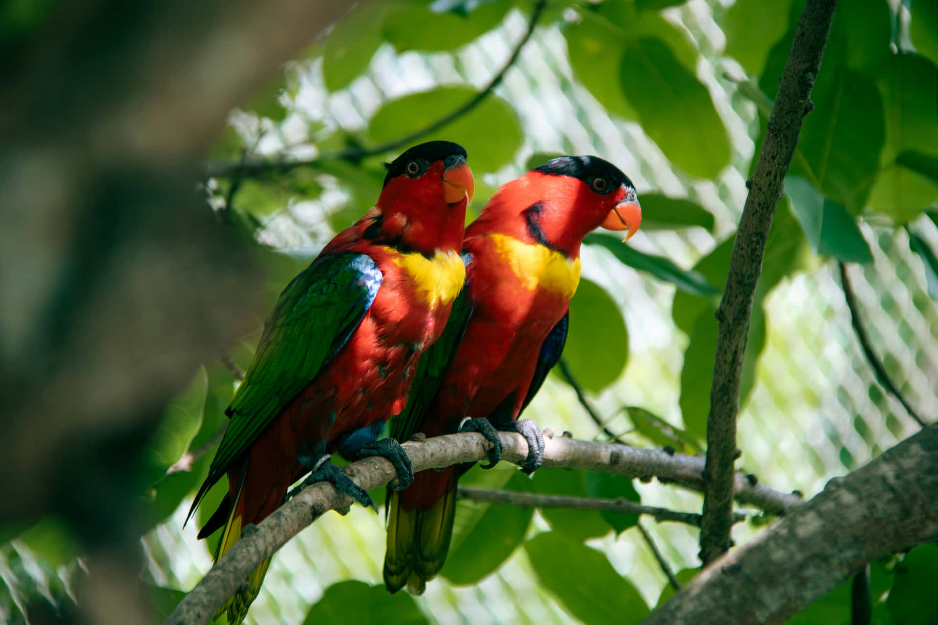 Colorful Lory Birds Perchedon Branch Wallpaper