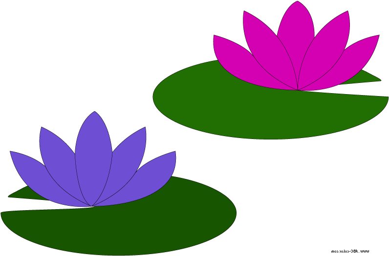 Colorful Lotus Flowers Illustration PNG