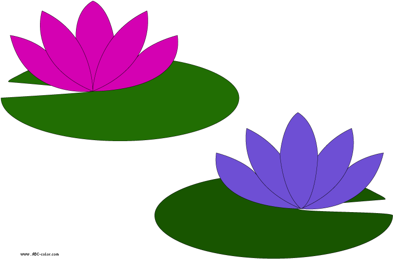 Colorful Lotus Flowers Vector Illustration PNG