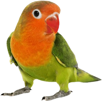 Colorful Lovebird Portrait PNG