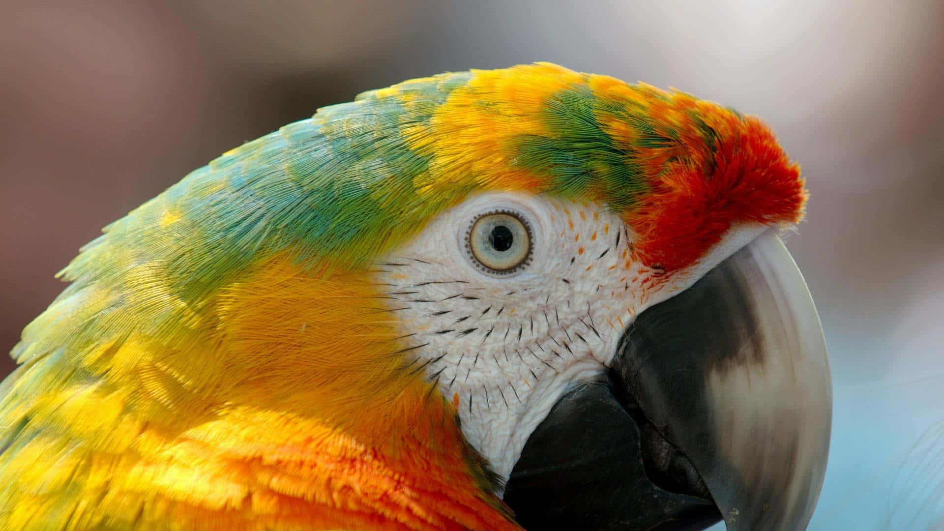 Colorful Macaw Close Up Portrait Wallpaper
