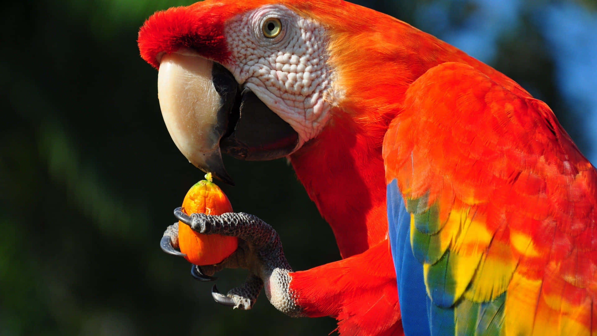 Colorful_ Macaw_ Eating_ Fruit.jpg Wallpaper