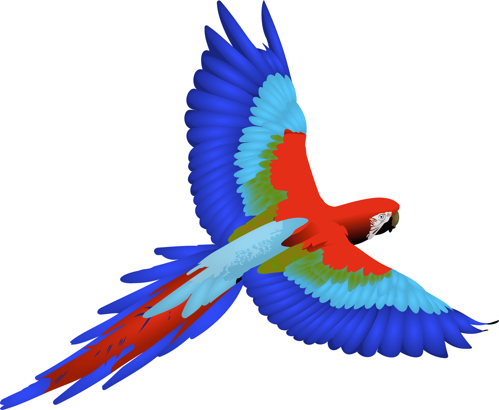 Colorful Macaw In Flight PNG