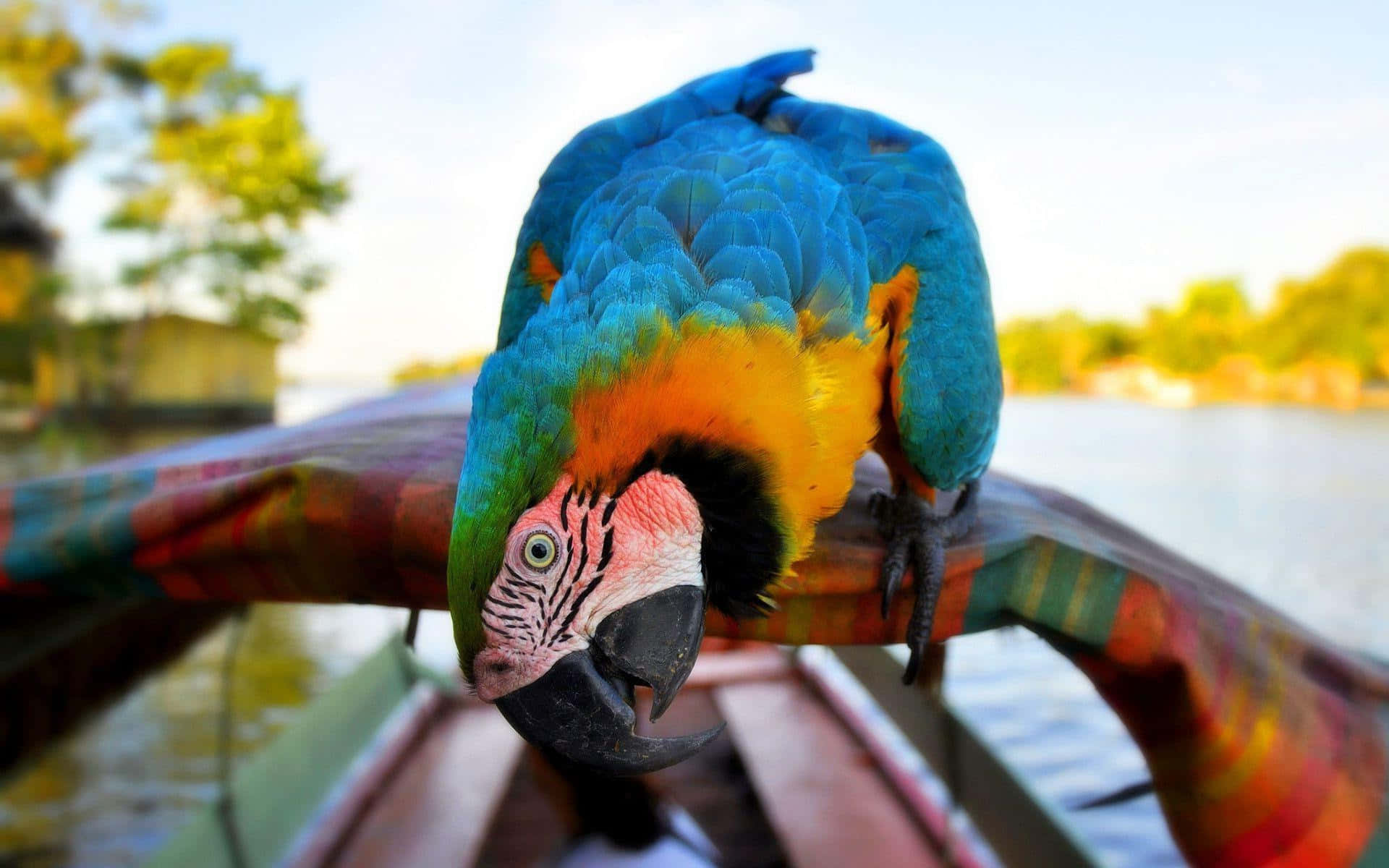 Colorful Macaw On Boat Edge Wallpaper