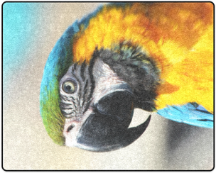 Colorful Macaw Parrot Closeup PNG