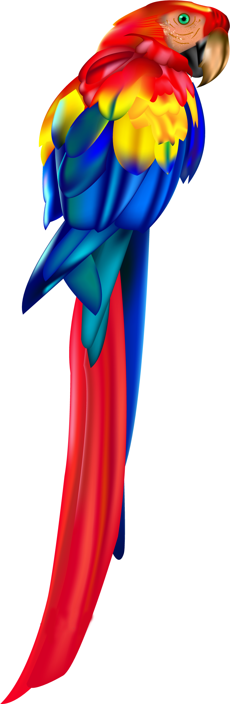 Colorful Macaw Parrot Profile PNG