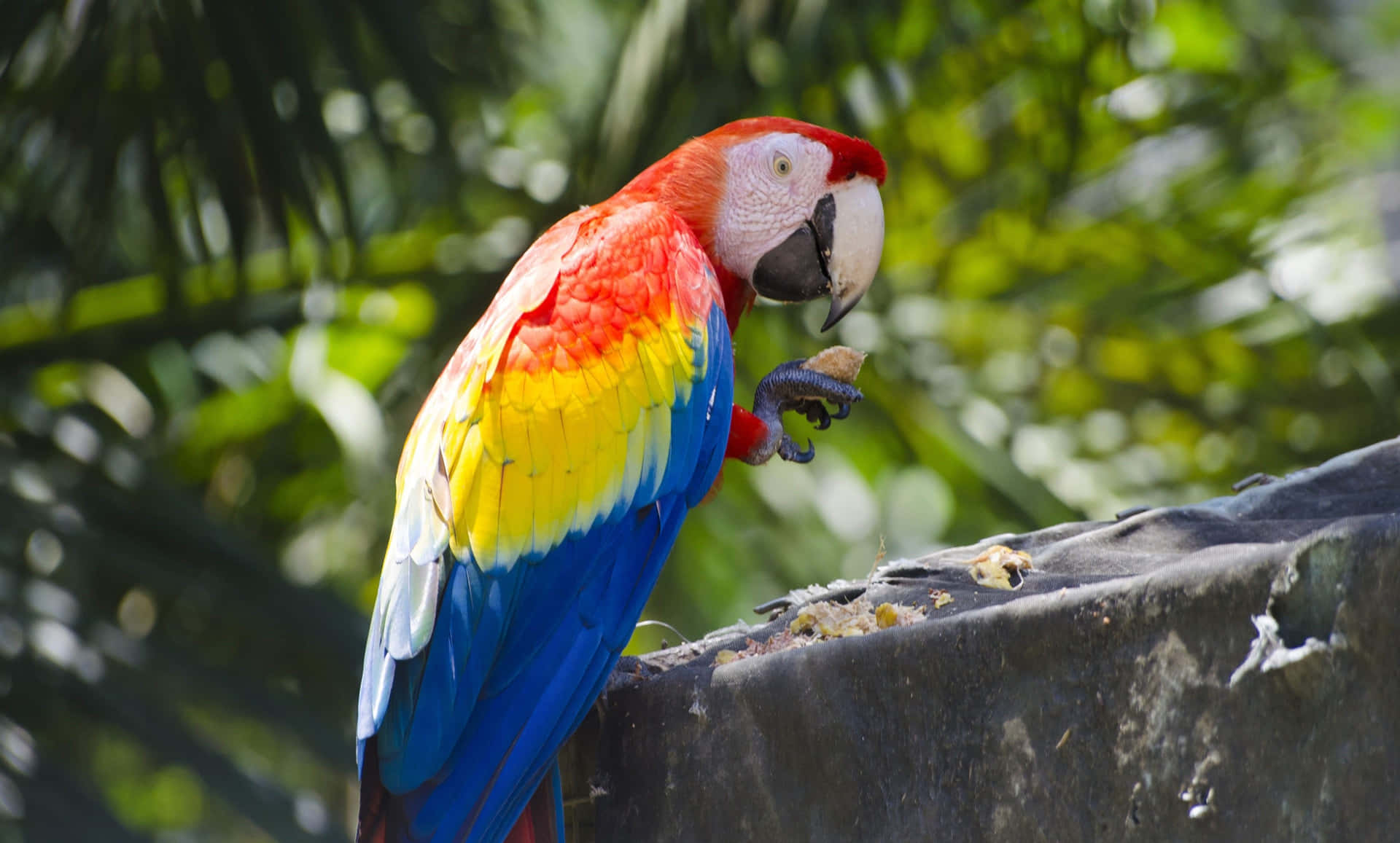 Colorful Macaw Perched Outdoors Wallpaper