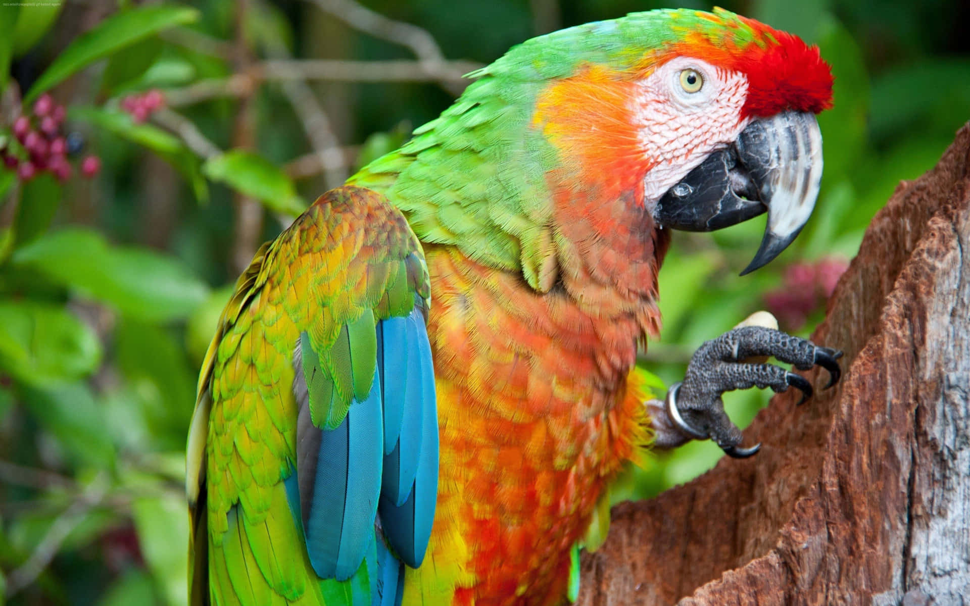 Colorful Macaw Perchedin Nature Wallpaper