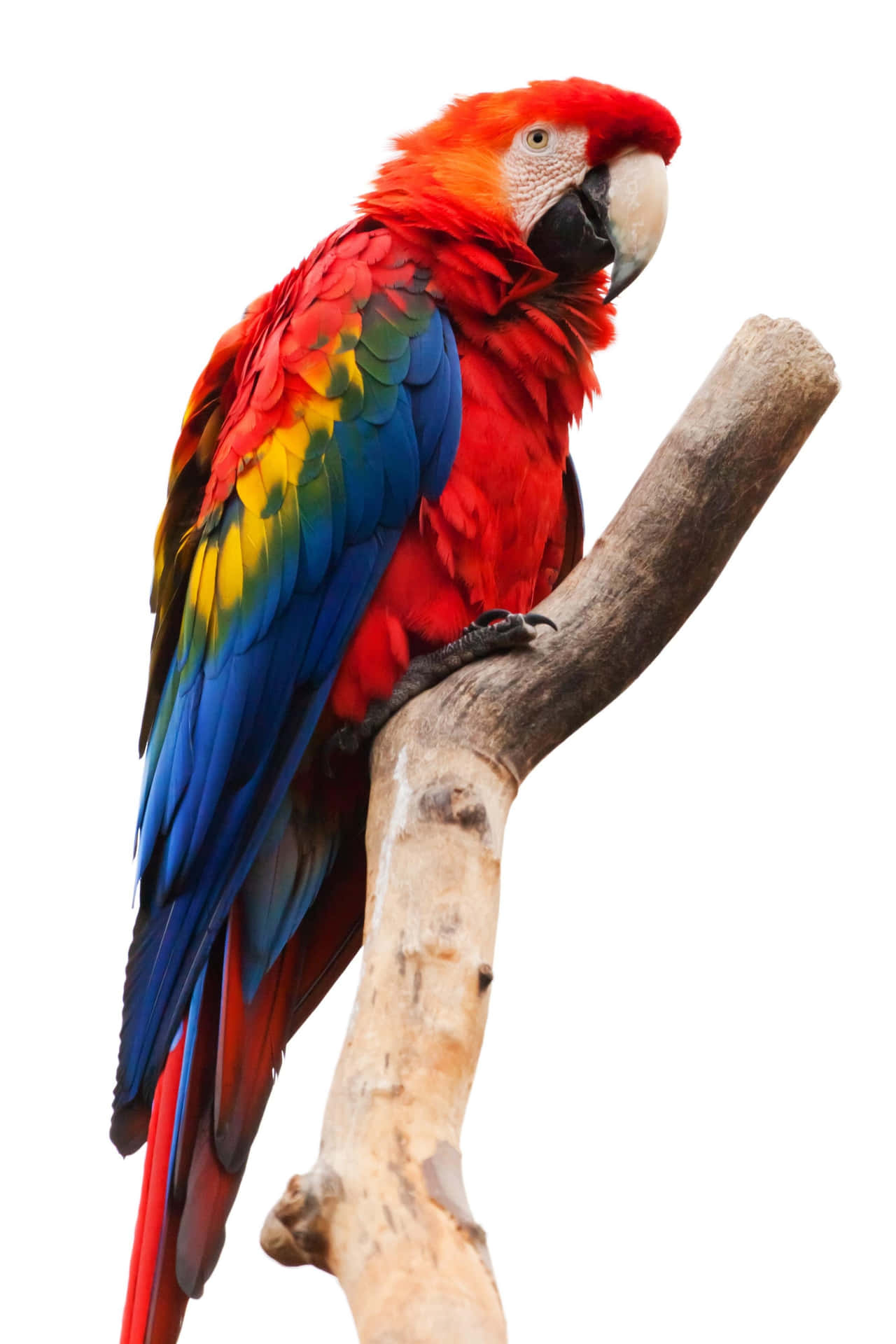 Colorful Macaw Perchedon Branch Wallpaper