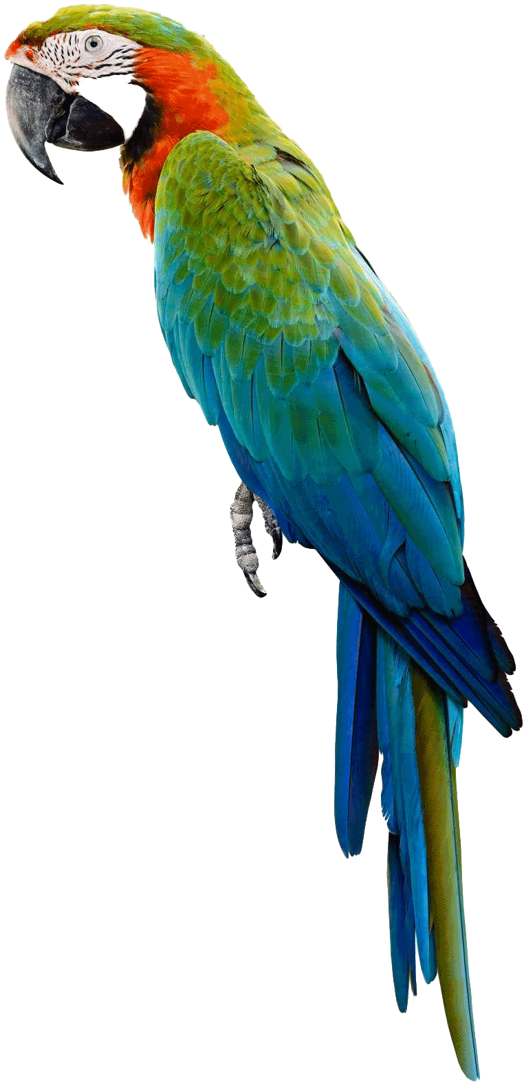 Colorful Macaw Transparent Background PNG