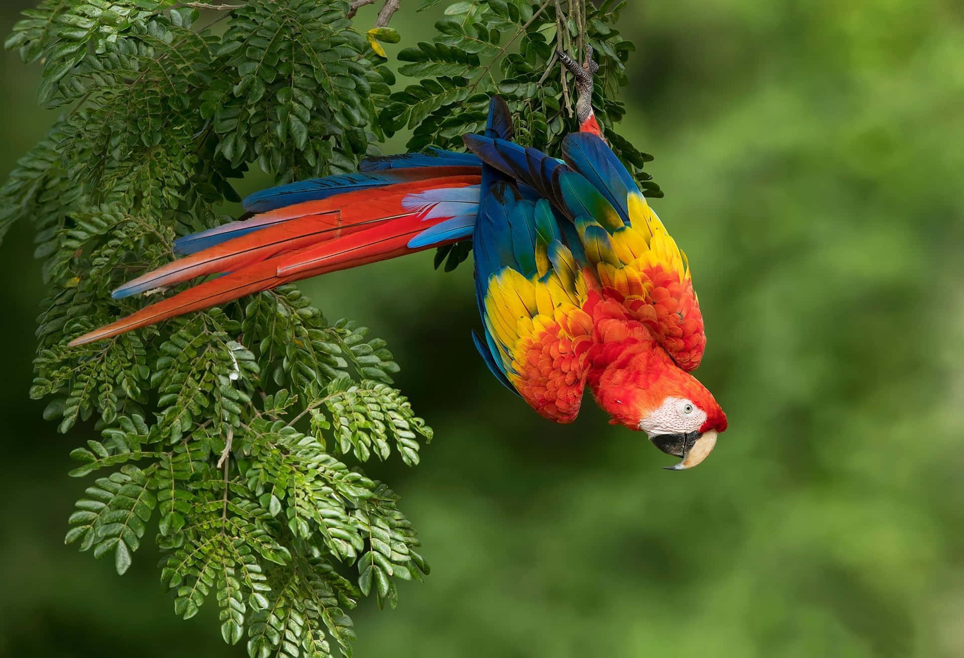 Colorful Macaw Upside Down Wallpaper