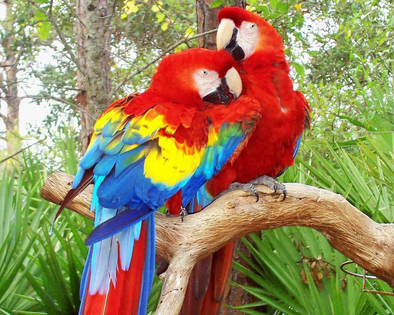 Macaw Berwarna Cerah Bertengger Di Alam Wallpaper