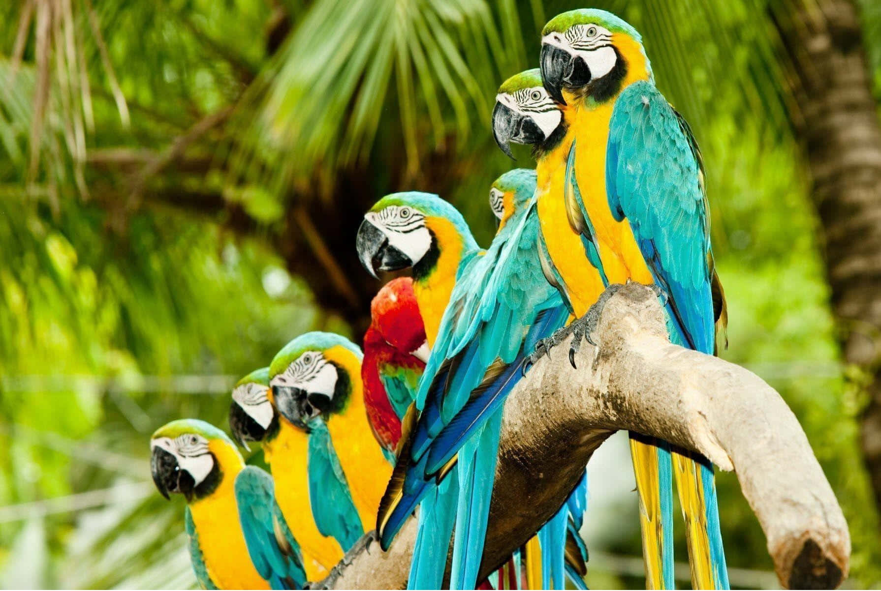 Colorful_ Macaws_ Perched_ Tropical_ Setting.jpg Wallpaper