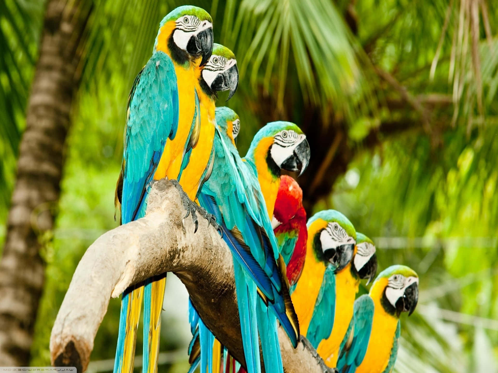 Colorful_ Macaws_ Perched_ Tropical_ Setting.jpg Wallpaper
