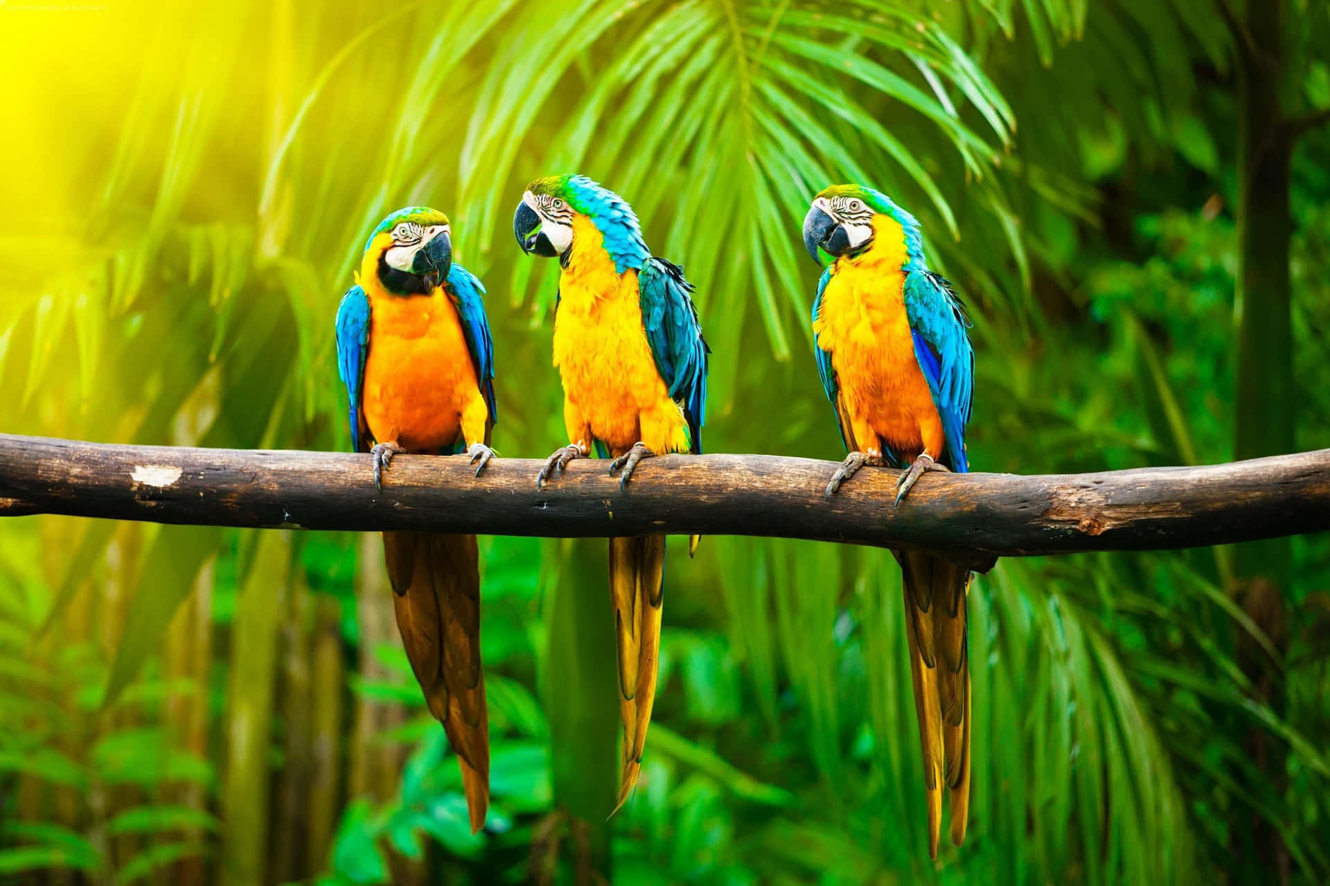 Colorful Macaws Perchedin Jungle Wallpaper