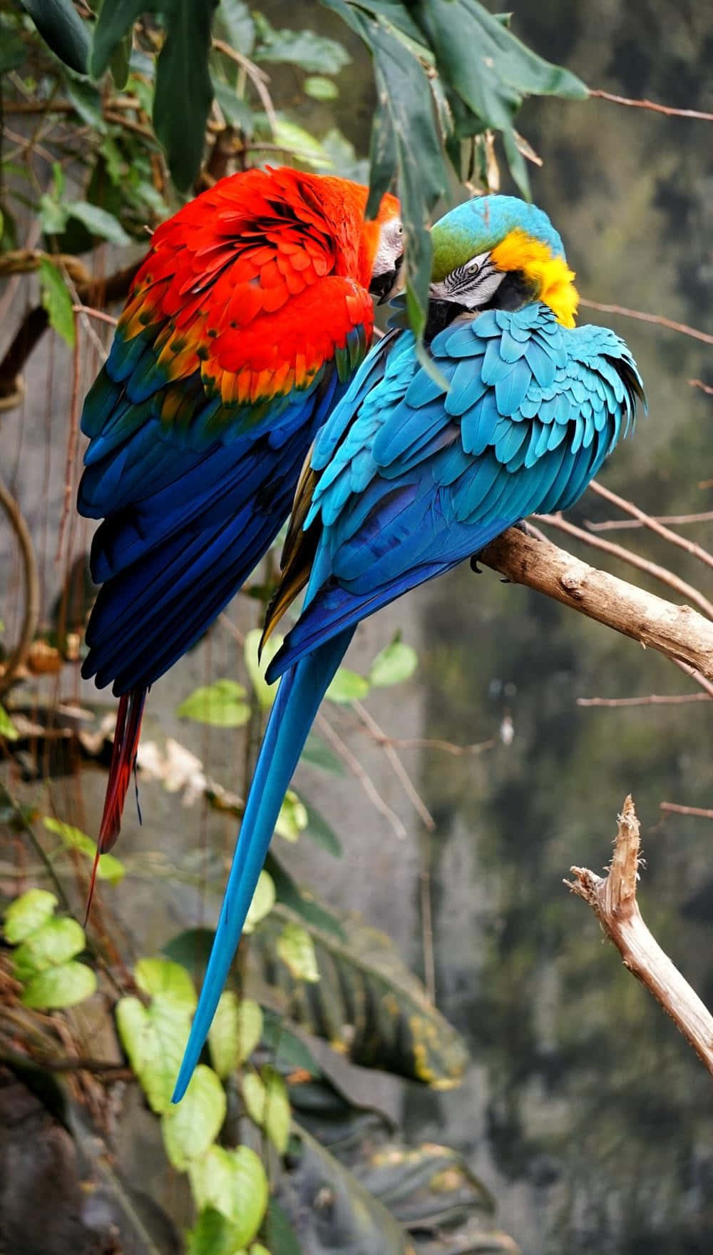 Colorful Macaws Perchedin Nature.jpg Wallpaper