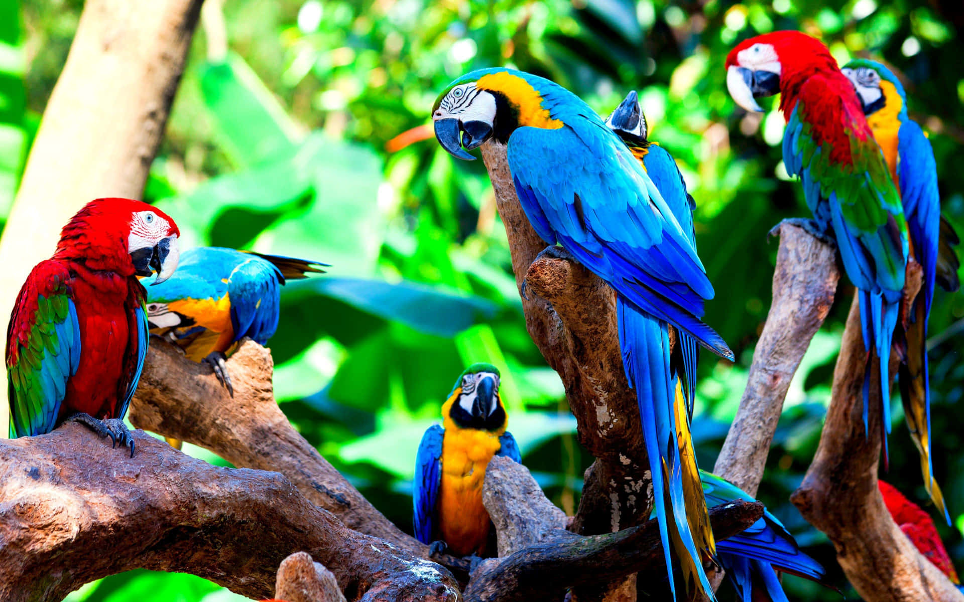 Colorful Macaws Perchedin Tropical Setting.jpg Wallpaper