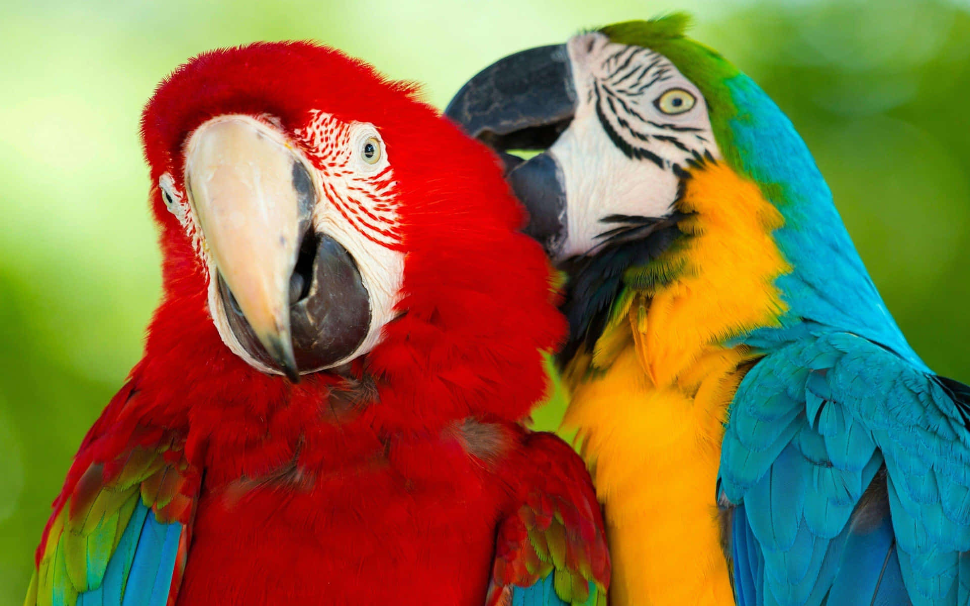 Colorful Macaws Side By Side Wallpaper