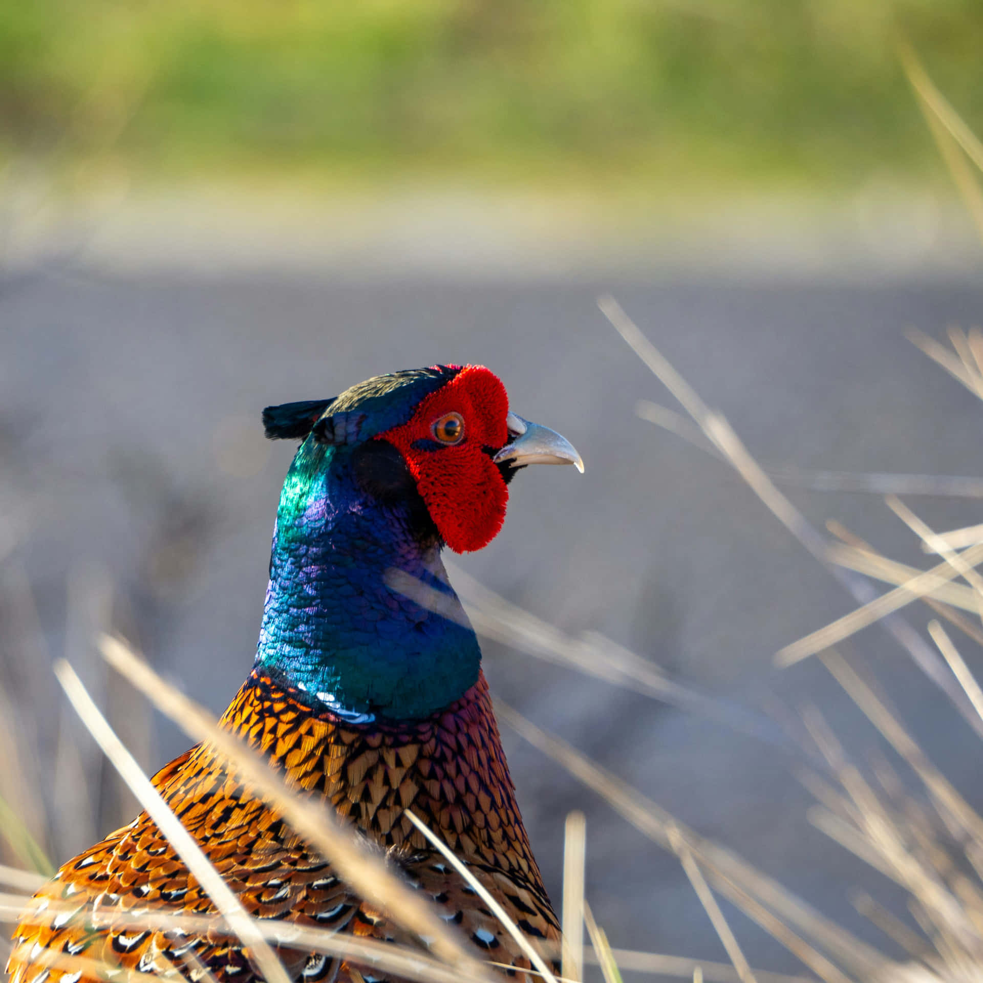 Colorful Male Pheasantin Natural Habitat Wallpaper