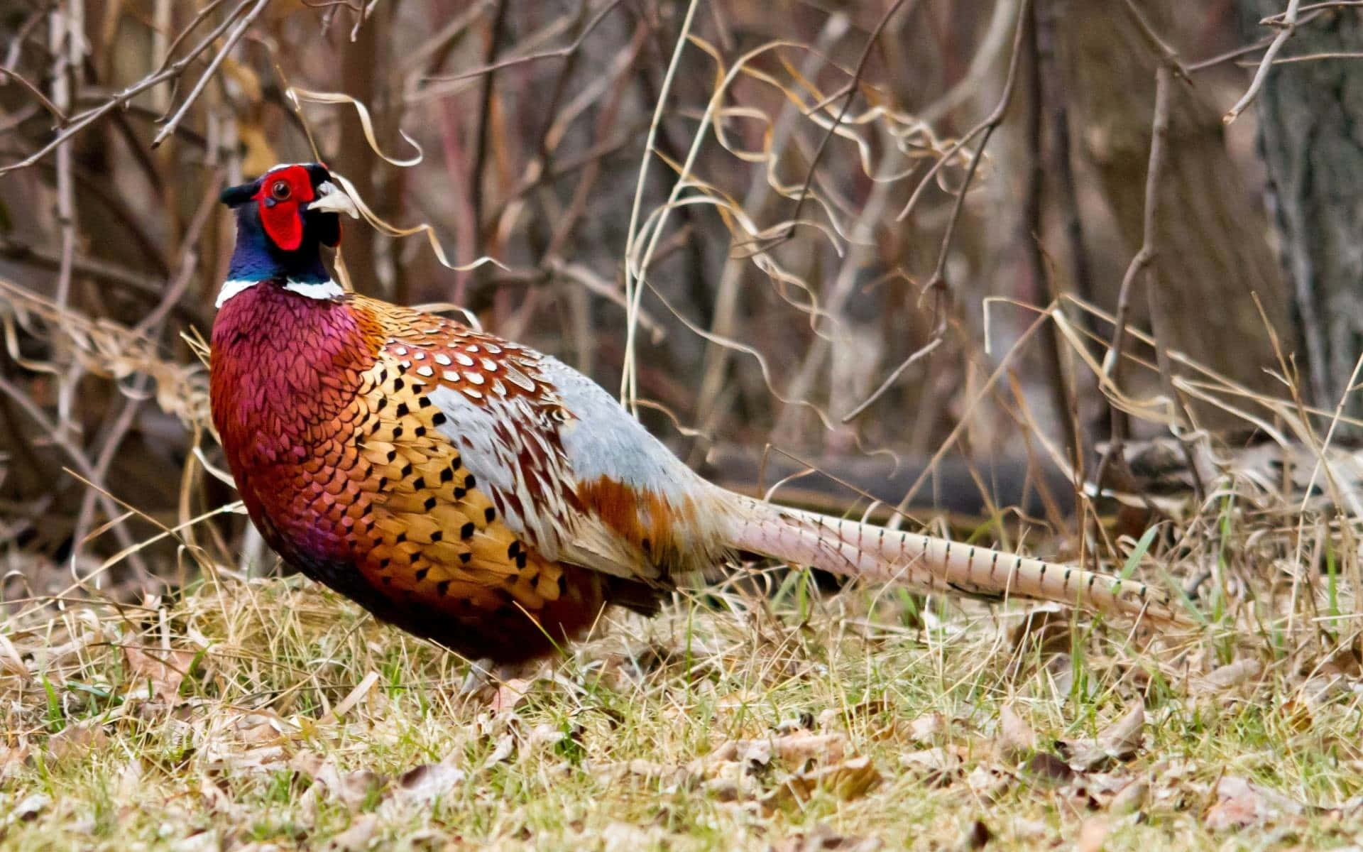 Colorful Male Pheasantin Natural Habitat.jpg Wallpaper