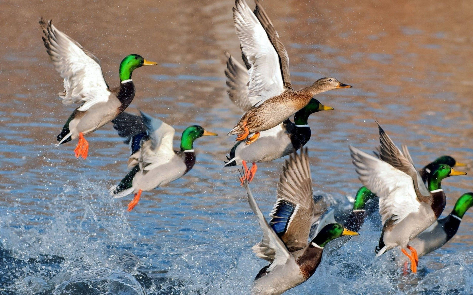 Free Duck Wallpaper Downloads, [200+] Duck Wallpapers for FREE |  