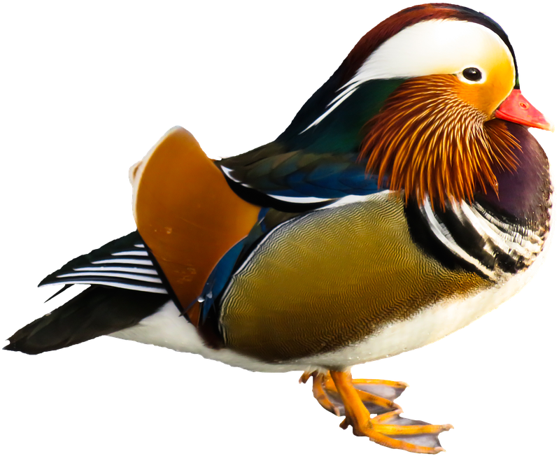 Colorful Mandarin Duck Portrait PNG