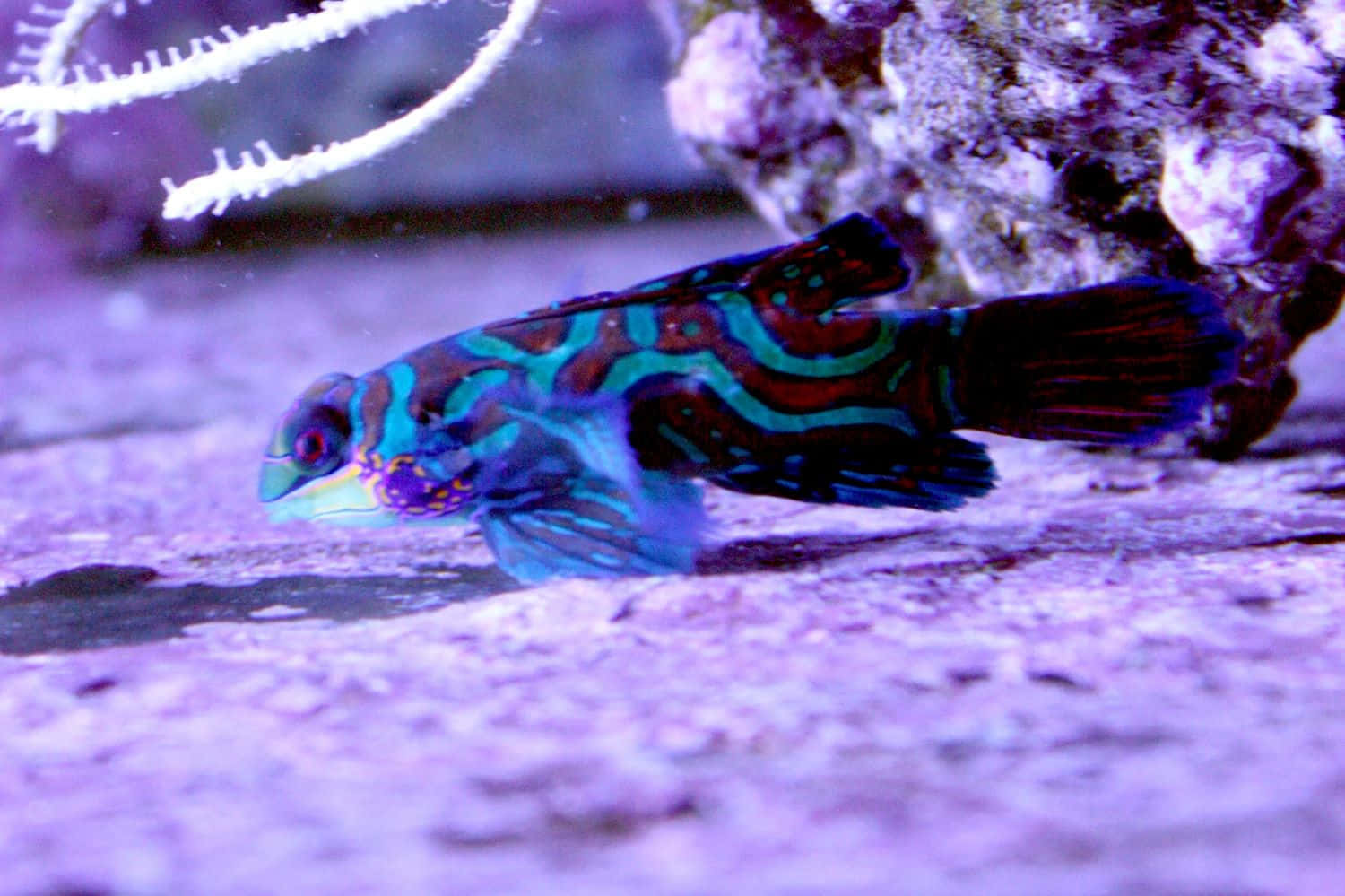 Colorful Mandarinfish Swimming Wallpaper
