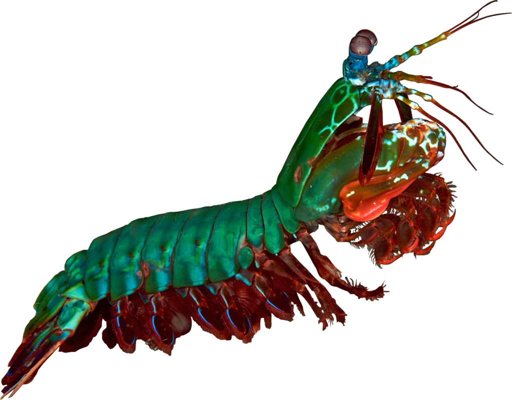 Colorful Mantis Shrimp PNG