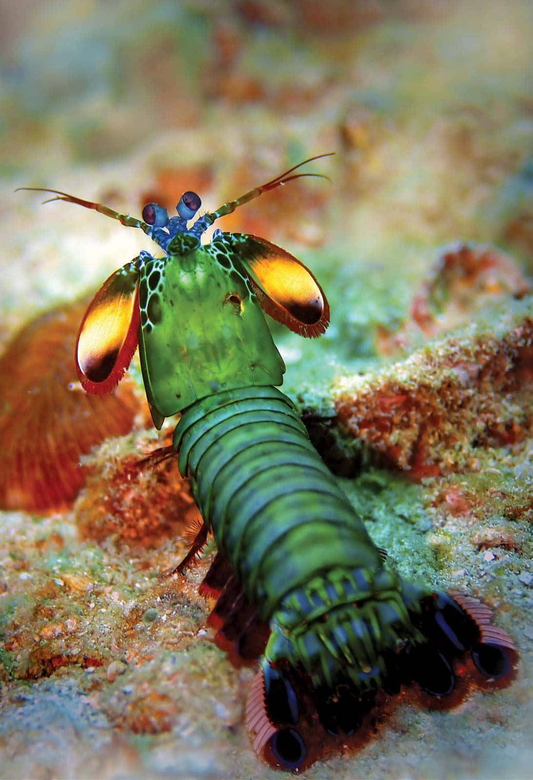 Colorful Mantis Shrimp On Seabed.jpg Wallpaper