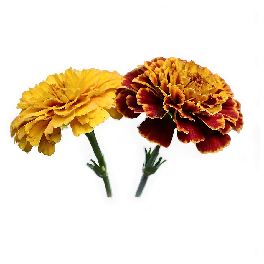 Colorful Marigolds Array Png 06132024 PNG