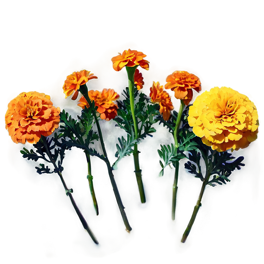 Colorful Marigolds Array Png 47 PNG