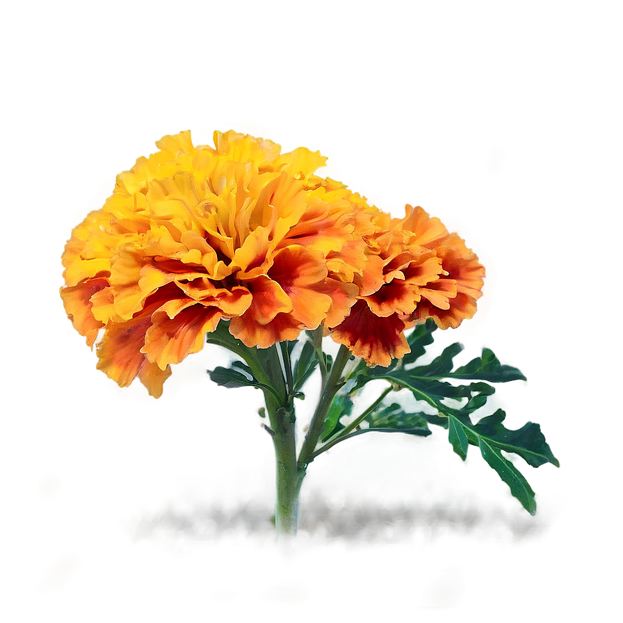 Colorful Marigolds Array Png Hjl41 PNG