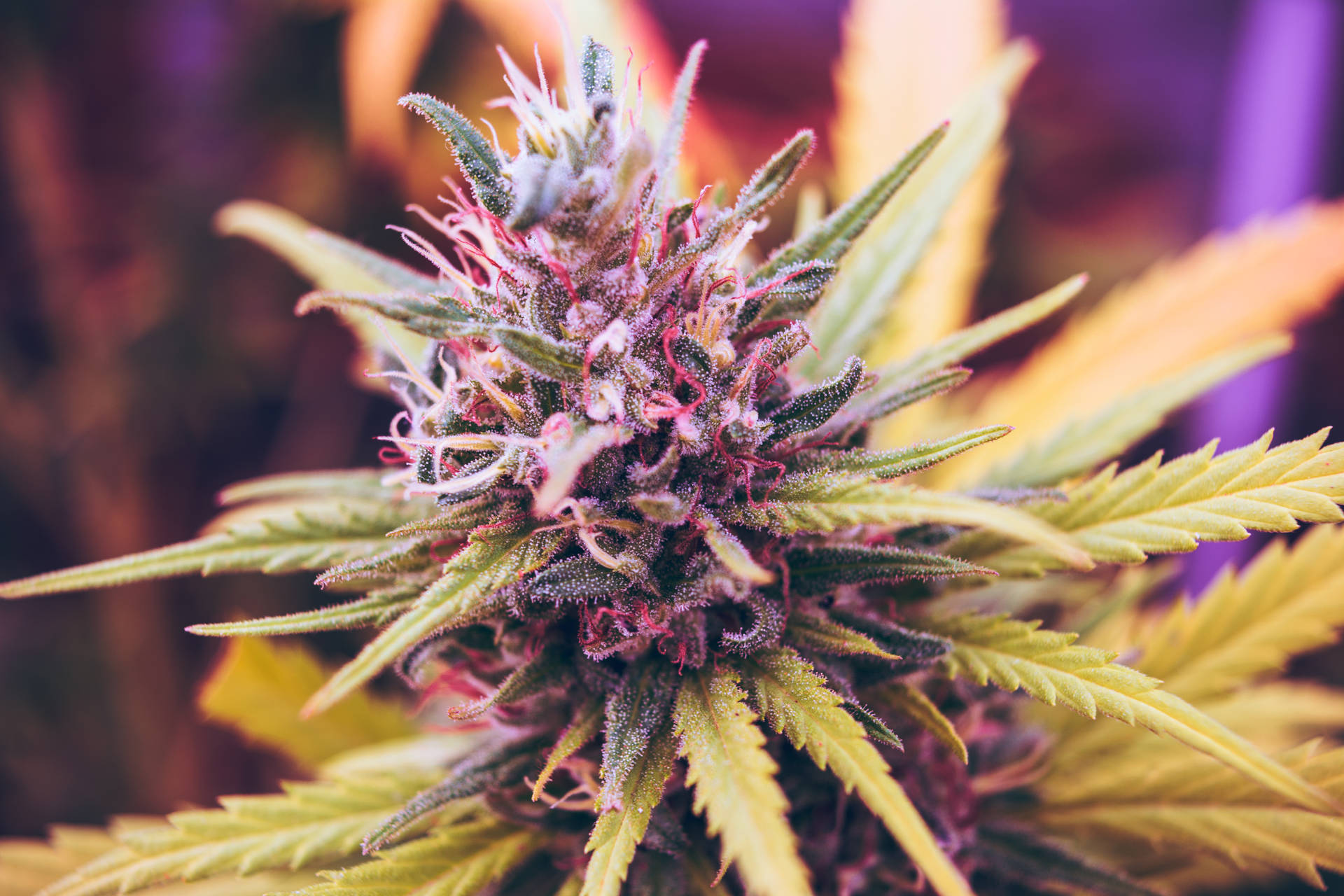 Colorful Marijuana Or Weed Flower Picture
