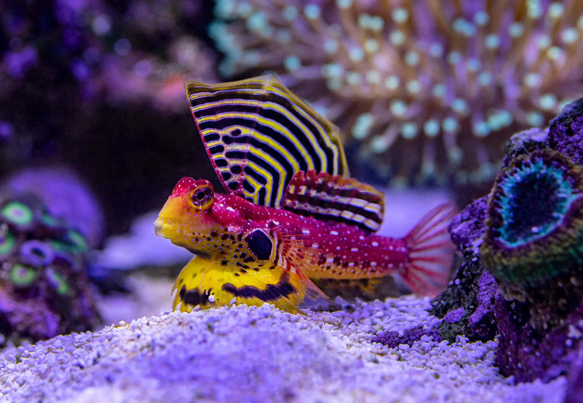 Colorful Marine Fish Aquarium Wallpaper
