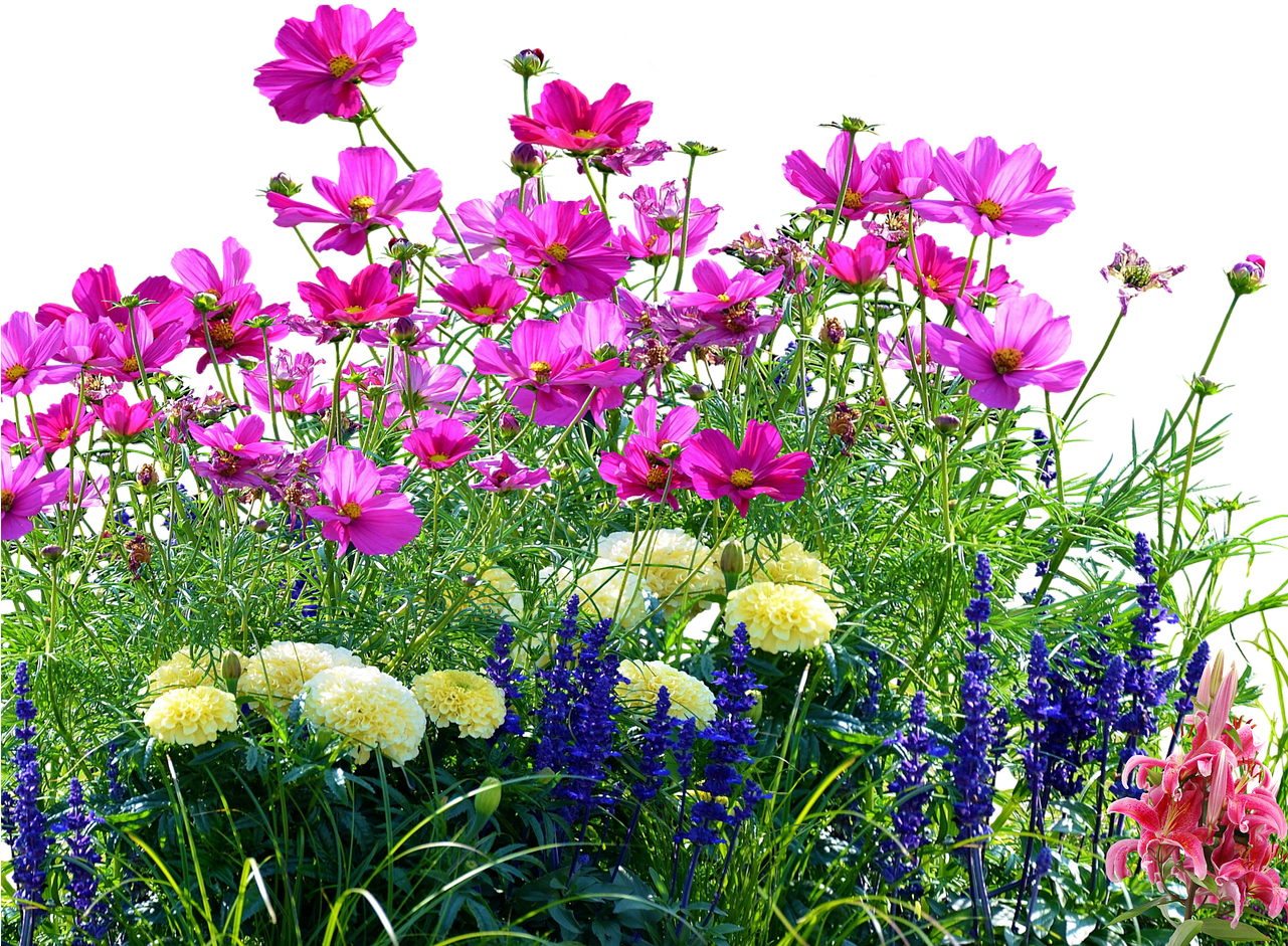 Colorful Meadow Flowers PNG