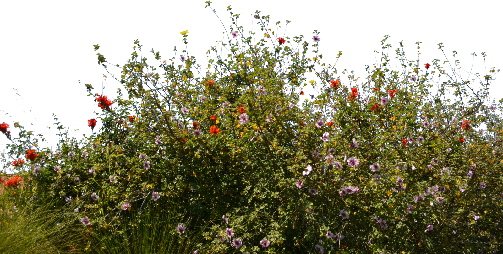 Colorful Meadow Flowers Sky Backdrop PNG