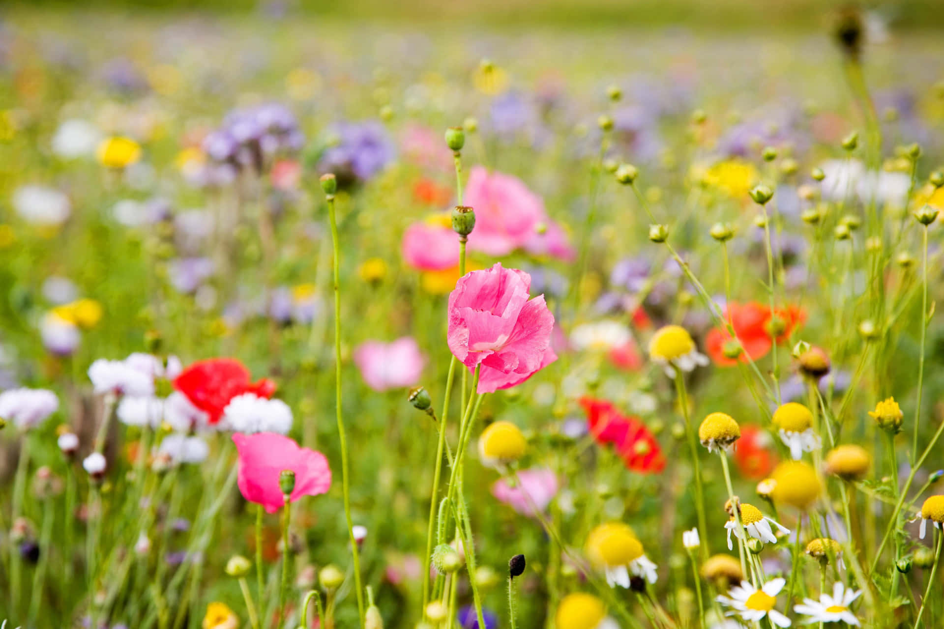 Fargerik Eng Villblomster Bakgrunnsbildet