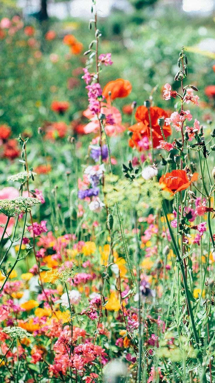 Colorful Meadowof Wildflowers Wallpaper