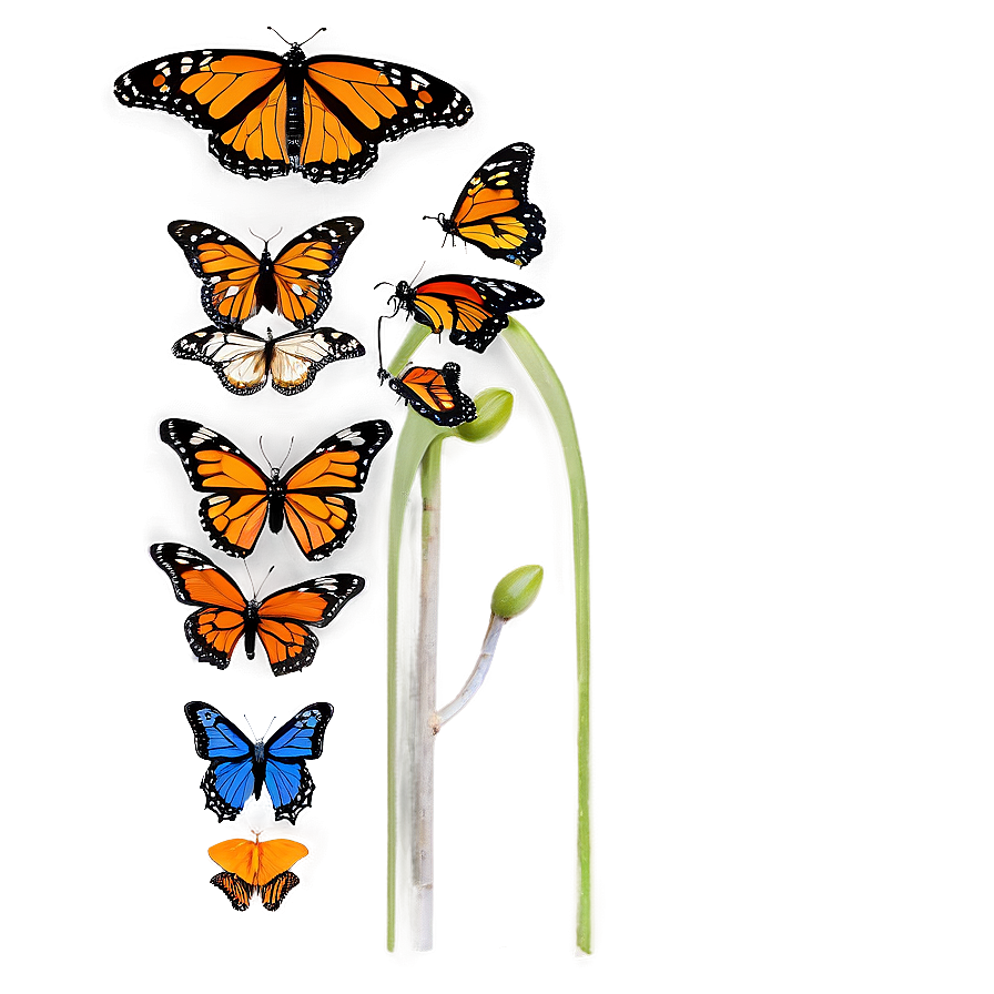 Colorful Monarch Butterflies Png 06252024 PNG